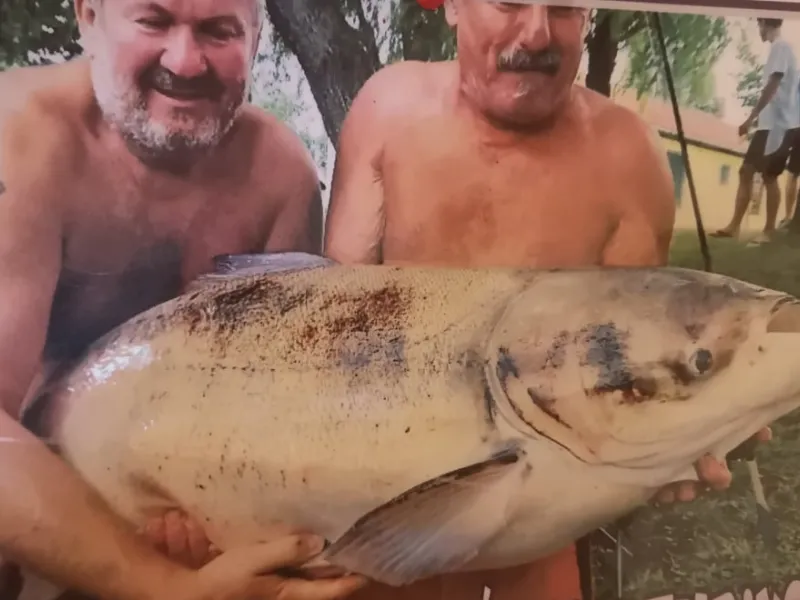 Pecások